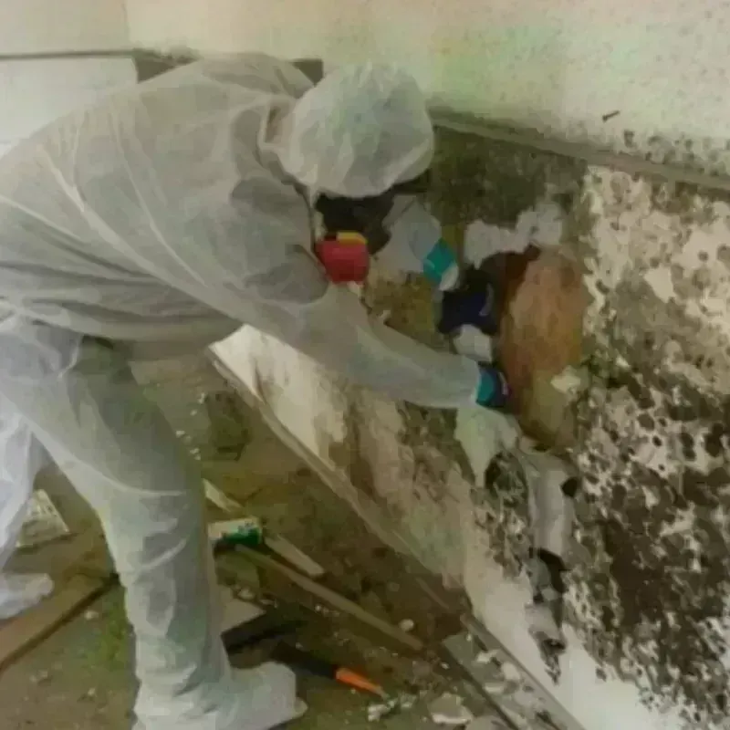 Mold Remediation and Removal in City of Lynchburg, VA